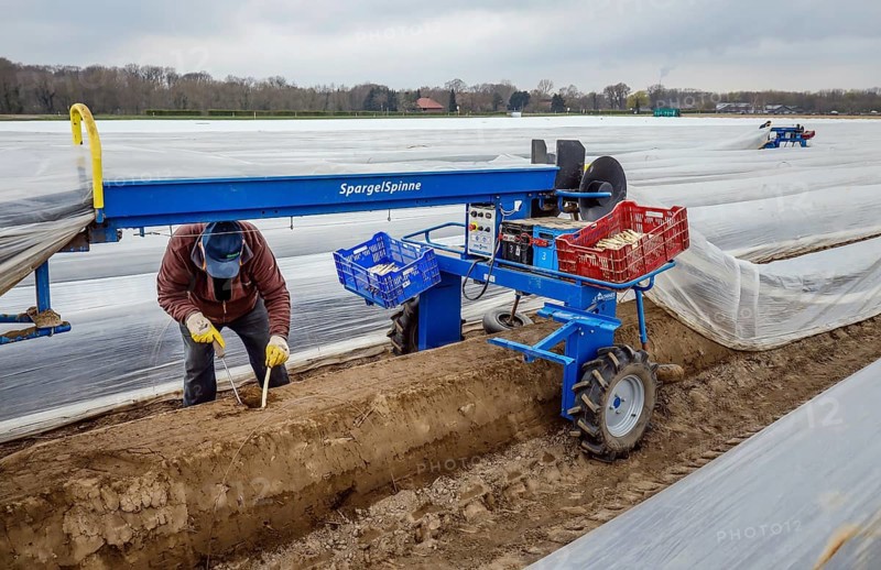 Seasonal workers working on an asparagus field while harvesting asparagus