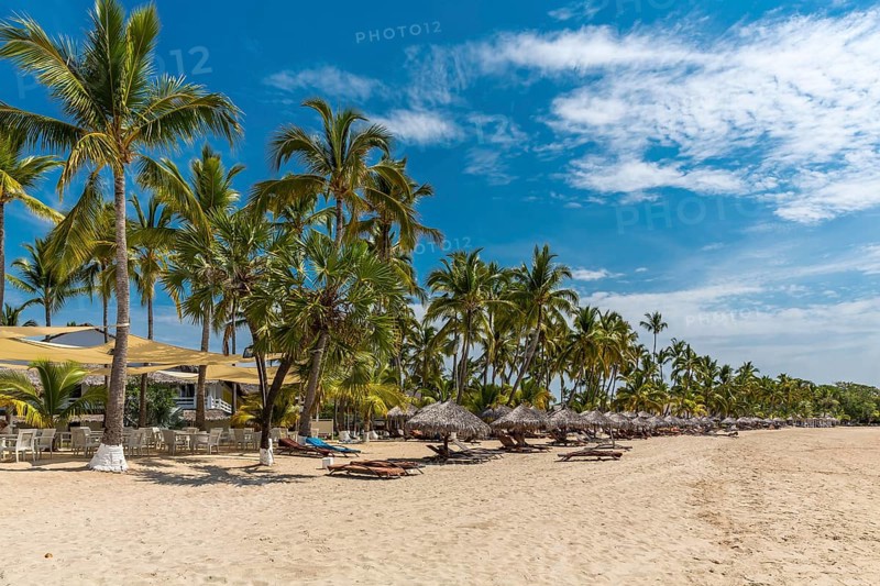 Row of palm trees
