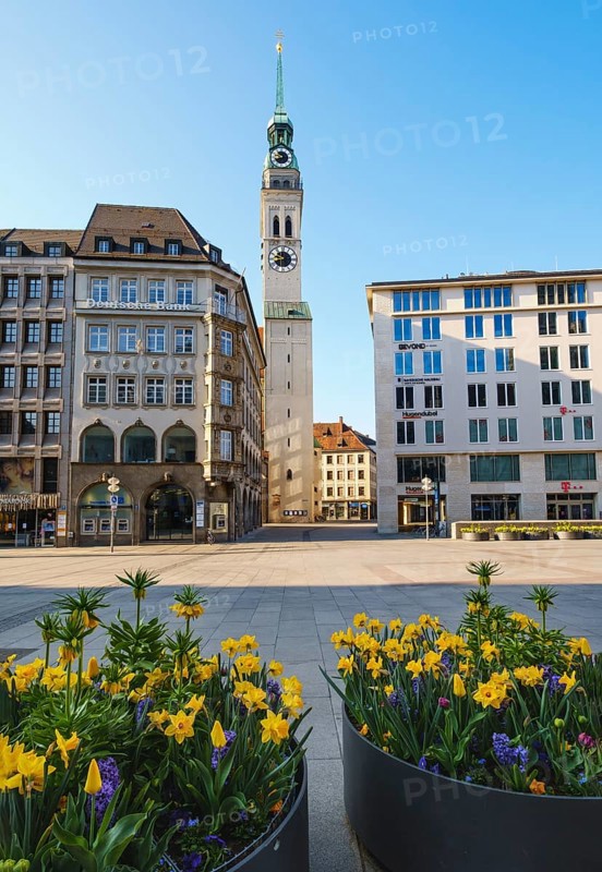 Daffodils in flower pots on Marienplatz