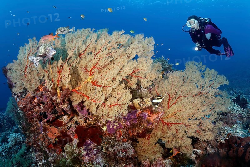 Diver viewing Harlequin sweetlip
