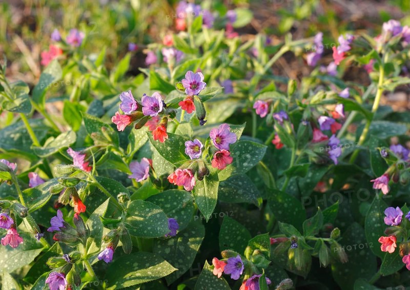 Common lungwort