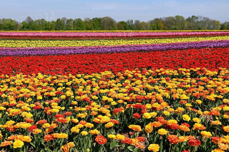 Colourful tulip fields