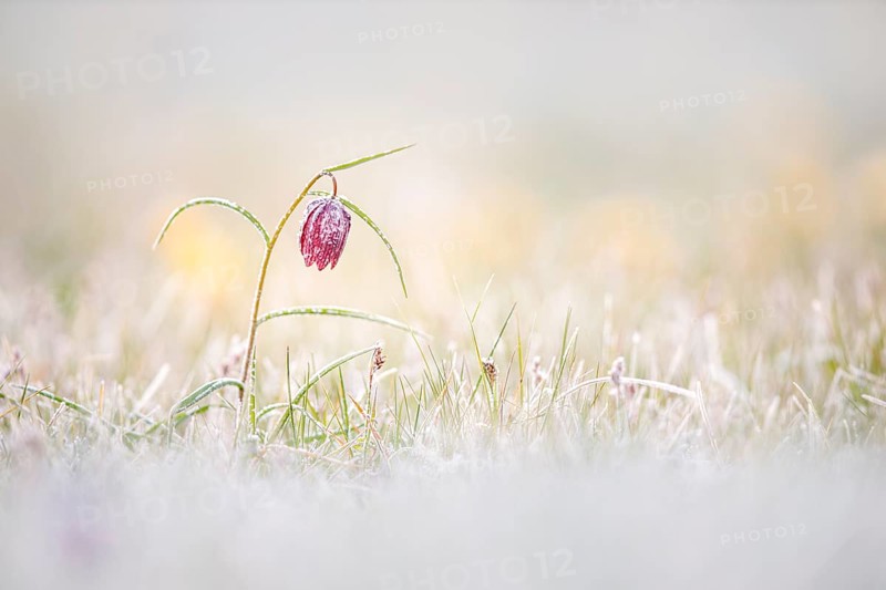 Snake's Head Fritillary