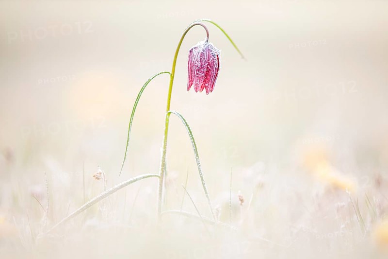Snake's Head Fritillary