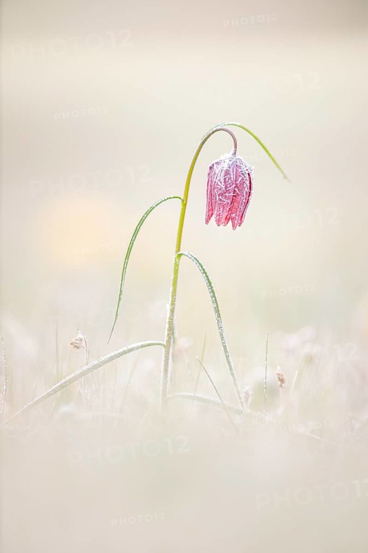 Snake's Head Fritillary