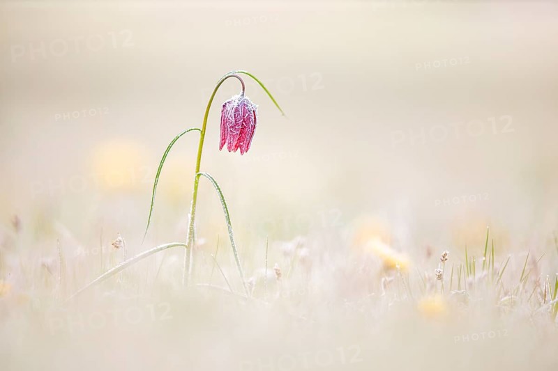 Snake's Head Fritillary