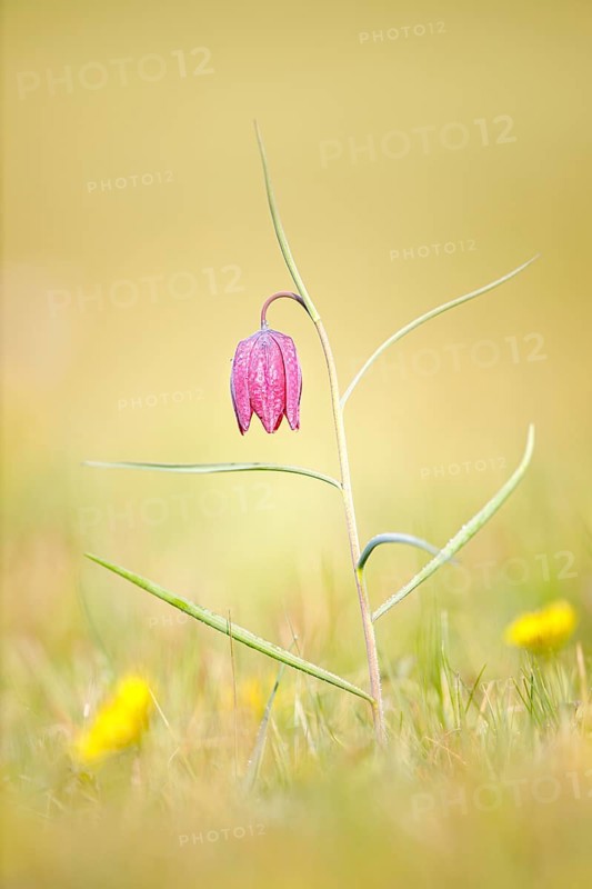 Snake's Head Fritillary