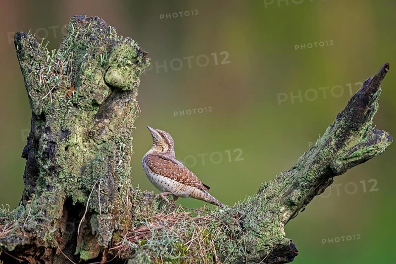 Eurasian Wryneck