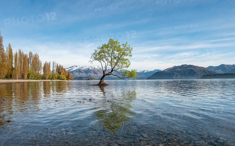 Single tree stands in water, Wanaka Lake