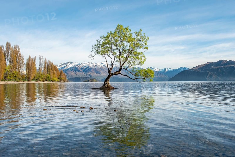Single tree stands in water, Wanaka Lake