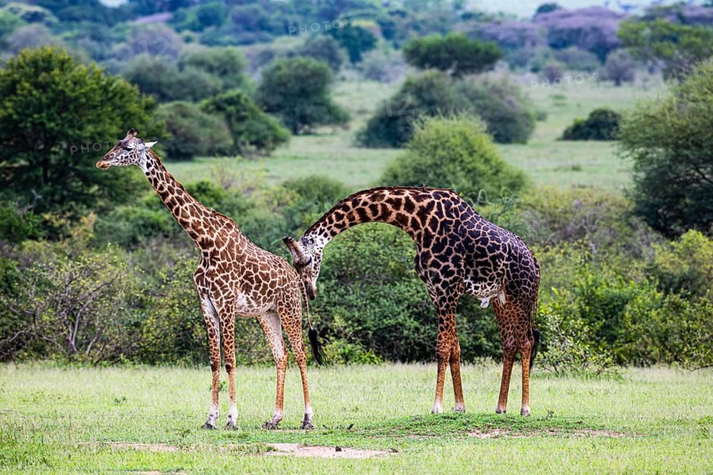 Masai giraffes (Giraffa camelopardalis tippelskirchi), animal pair
