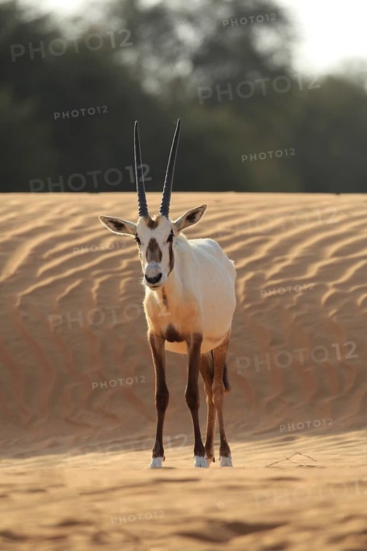 Arabian oryx (oryx leucoryx) on a sand dune in the desert, Dubai