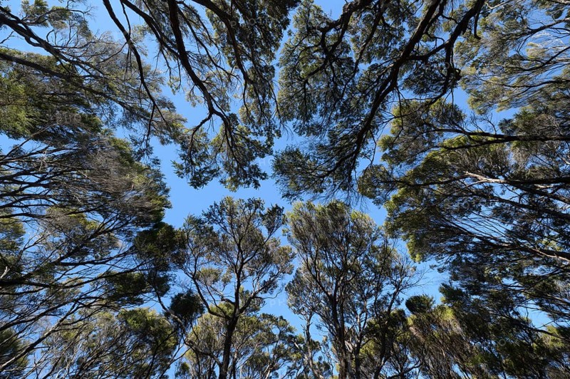 Kanuka Trees in Abel Tasman National Park, Abel Tasman Coastal Track