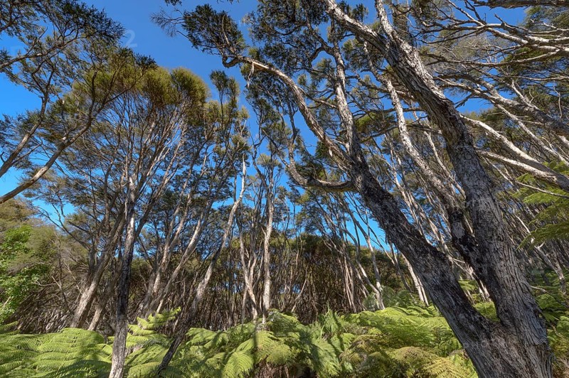 Kanuka Trees and tree fern (Cyathea medullaris), Abel Tasman Coastal Track