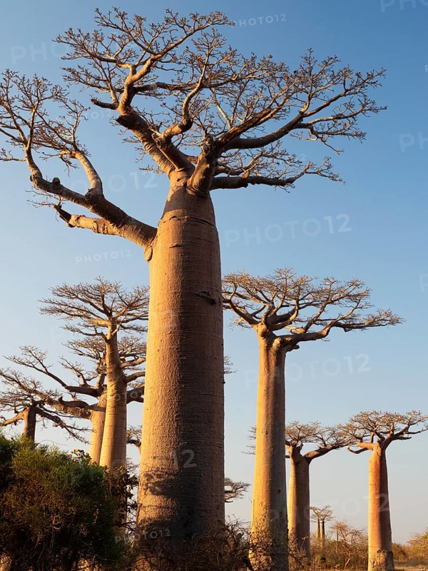 Grandidier's Baobabs (Adansonia grandidieri), Avenue near Morondava