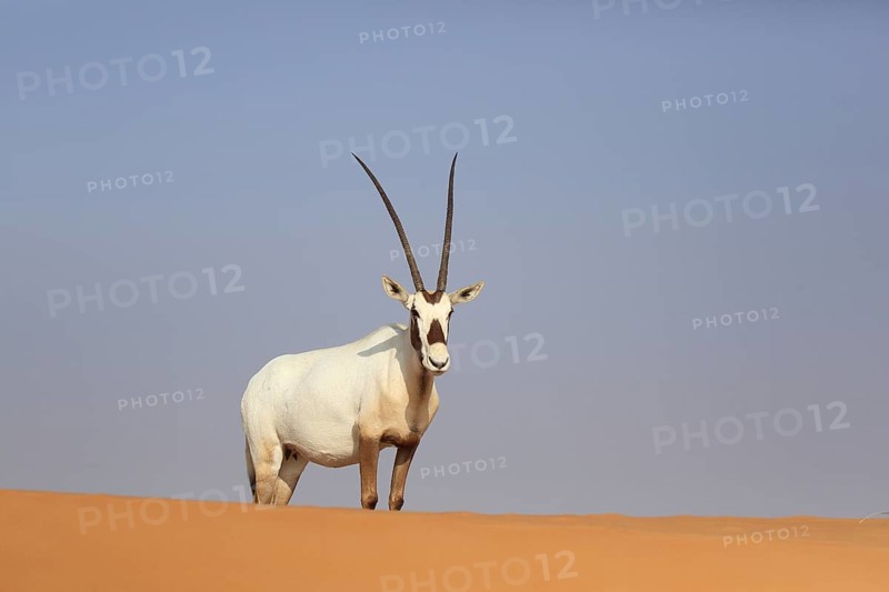 Arabian oryx (oryx leucoryx) stands on a sand dune in the desert, Dubai
