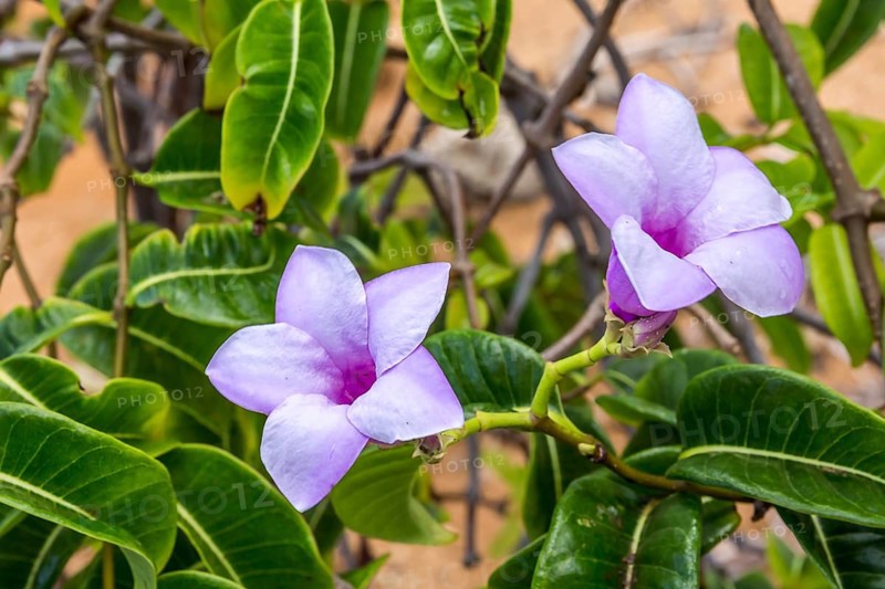 Rubber vine (Cryptostegia grandiflora), pink flowers
