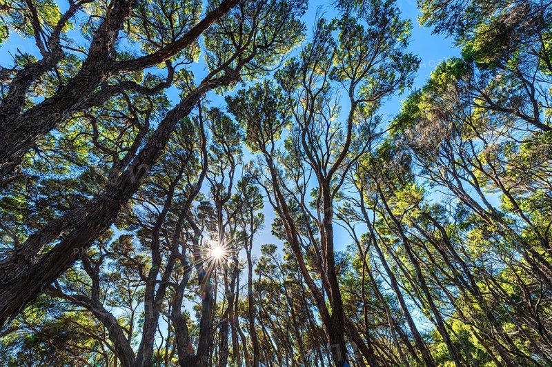Kanuka Trees in Abel Tasman National Park, Abel Tasman Coastal Track