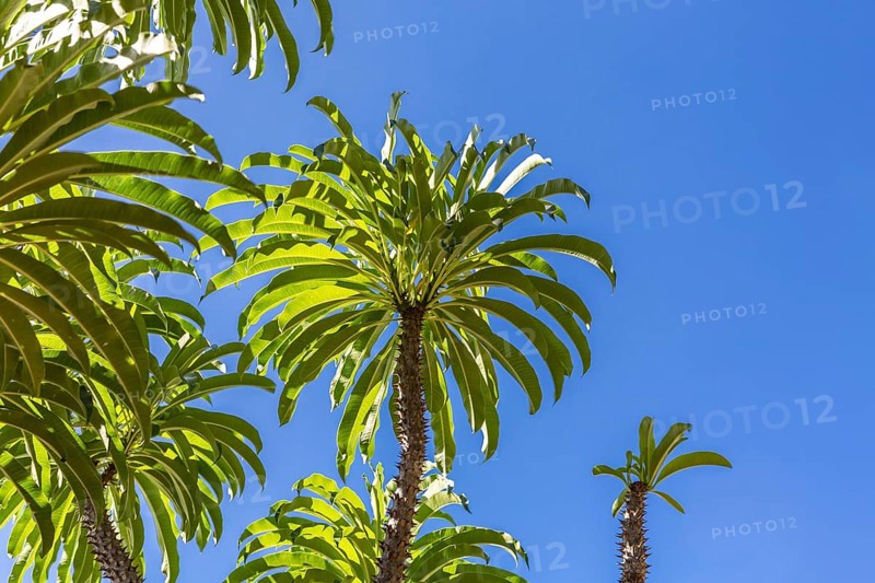 Madagascar Palm (Pachypodium lamerei), Sakalava Beach