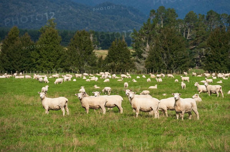 Flock of sheep on green pasture, trees in the back