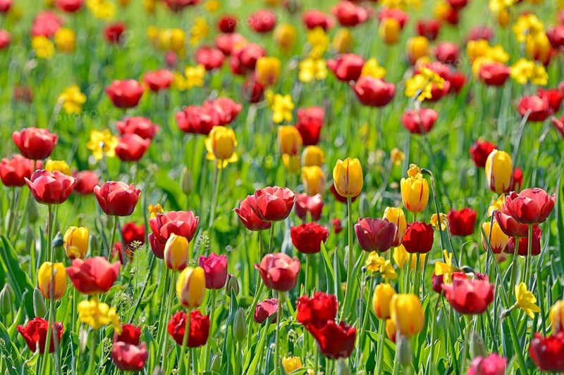 Garden meadow with red, yellow Tulips (Tulipa) and Daffodils (Narcissus)