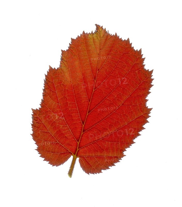 Purple Hazel (Corylus maxima purpurea), leaf