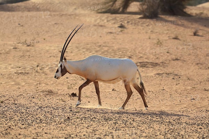 Arabian oryx (oryx leucoryx) runs in dusty desert, Dubai
