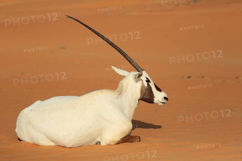 Arabian oryx (oryx leucoryx) is located on a sand dune in the desert, Dubai