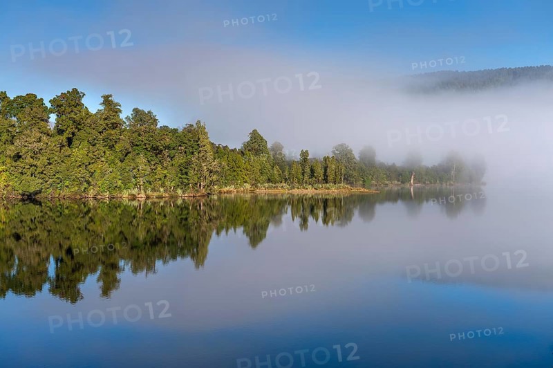 Subtropical forest under blue sky with fog, reflected in the Okarito Lagoon