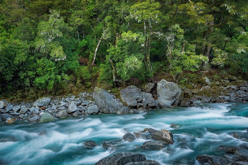 Dense vegetation, temperate rainforest