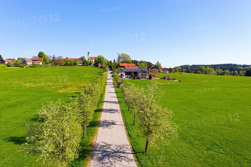 Pear tree avenue and village Berg near Eurasburg, drone picture
