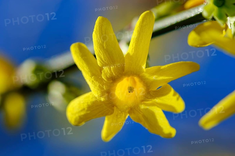 Flower of winter jasmine (Jasminum nudiflorum), garden plant
