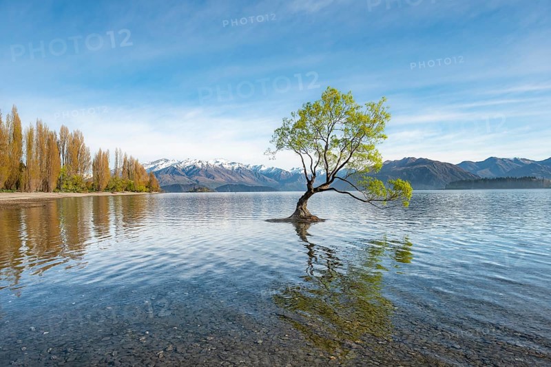 Single tree stands in water, Wanaka Lake
