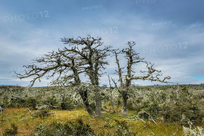 Wind-formed Antarctic Beeches (Nothofagus antarctica) covered with lichen, in the Pampas