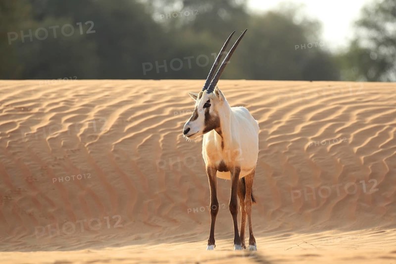 Arabian oryx (oryx leucoryx) on a sand dune in the desert, Dubai