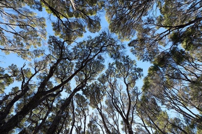 Kanuka Trees in Abel Tasman National Park, Abel Tasman Coastal Track