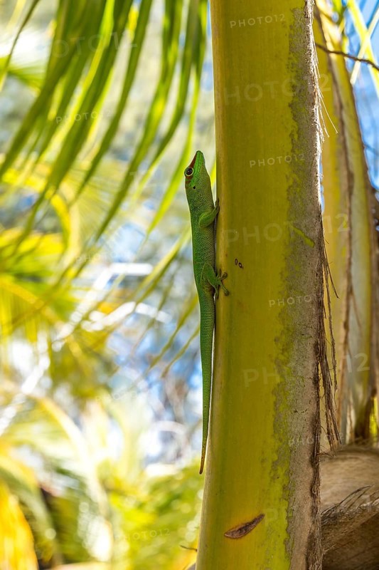 Madagascar giant day gecko (Phelsuma madagascariensis) climbing palm tree, Oronjia Sanctuary