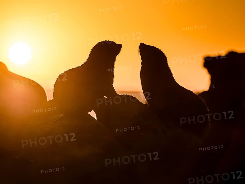 Silhouette of two New Zealand fur seals in backlight at sunset, ear seals