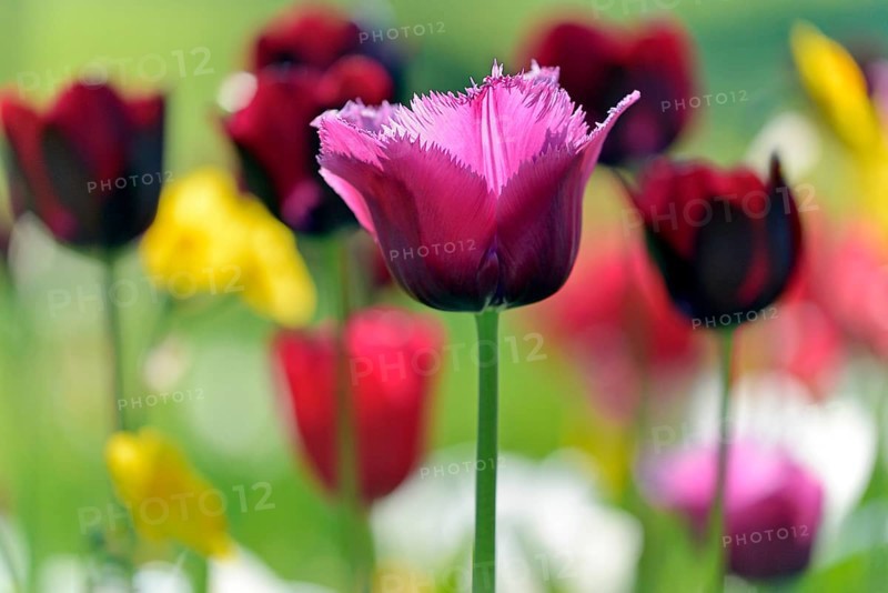 Violet Tulip (Tulipa), blurred colorful in the background
