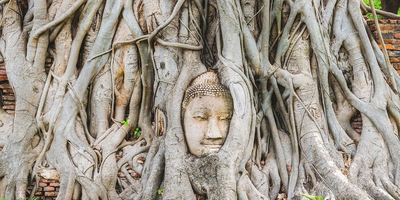 Head of a Buddha statue, grown in roots