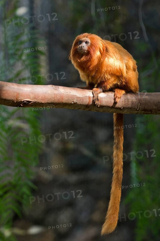 Golden lion tamarin (Leontopithecus rosalia) sitting on branch, captive