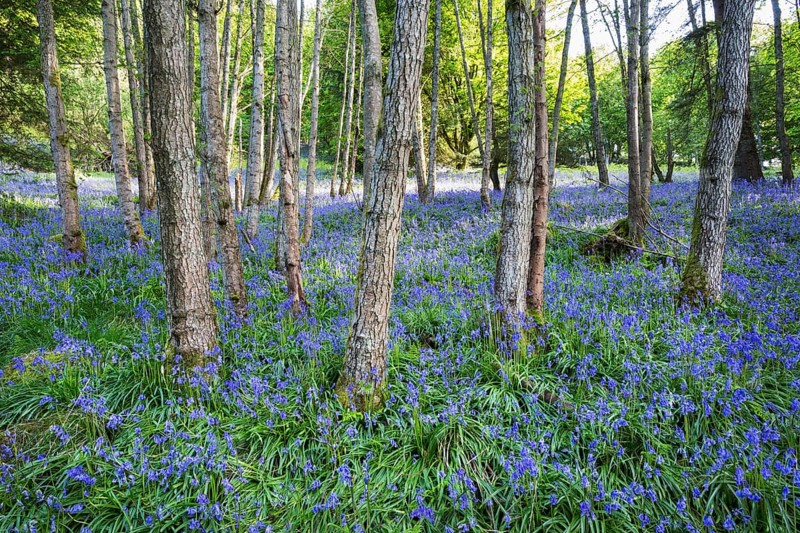Bluebells in woodland, Aberfeldy