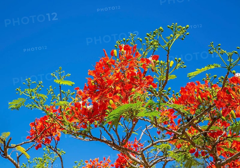Royal Poinciana (Delonix regia), protected area Oronjia
