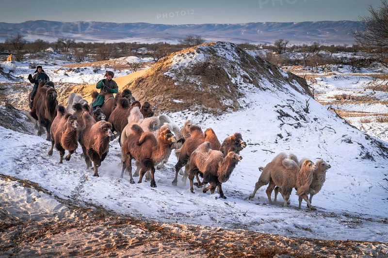 Camel driver with herd of camels