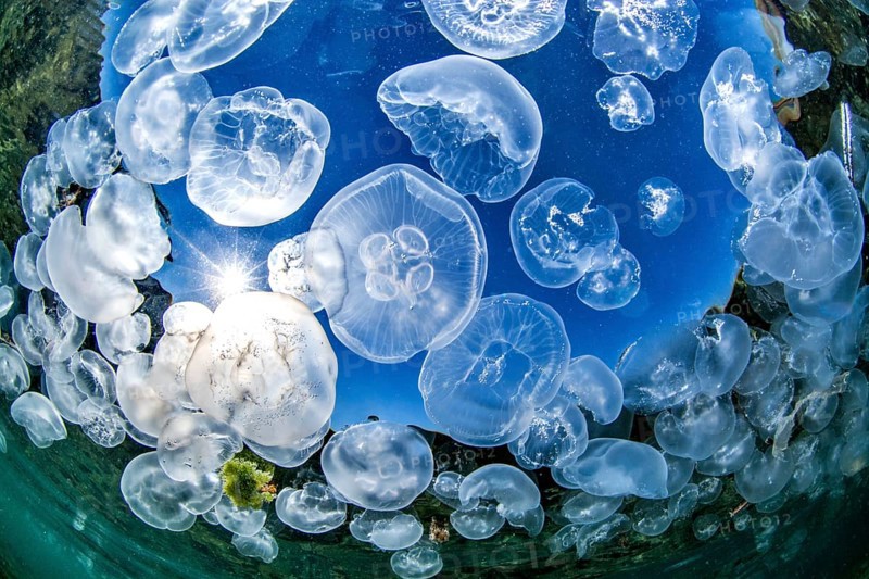 School of Common jellyfishes