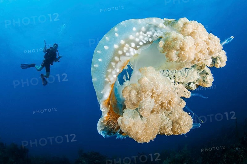 Australian spotted jellyfish