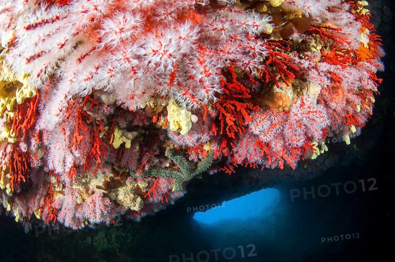 Ceiling of an underwater cave inhabited by Red coral