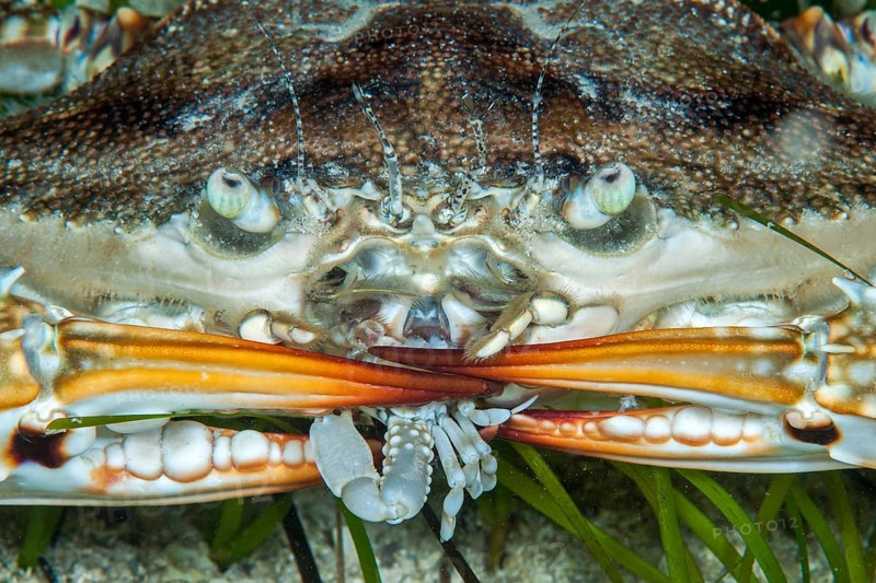Swimming crab