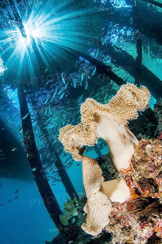 Mushroom leather coral