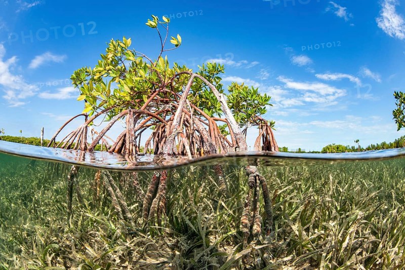 Mangroves